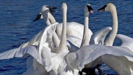 image of swan