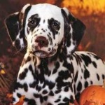 image of animal