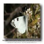 image of animal