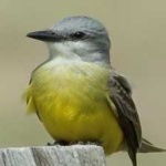 image of bird