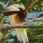image of bird