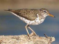 image of sandpiper #48