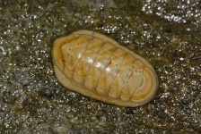 image of chiton