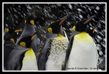 image of king_penguin #30