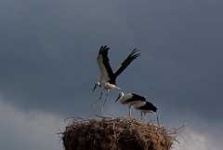 image of black_stork