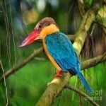image of bird