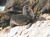 image of seal #29