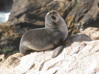 image of animal