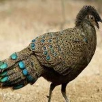 image of bird