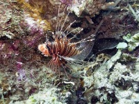 image of lionfish