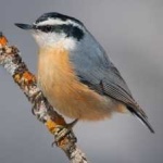 image of crested_nuthatch #7