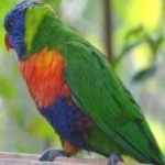 image of bird
