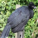 image of bird