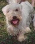 image of sealyham_terrier