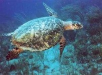 image of hawksbill
