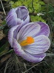 image of flower