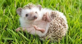 image of hedgehog