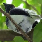 image of bird