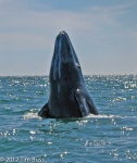 image of animal