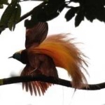 image of bird