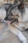 image of norwegian_elkhound #10