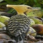image of bird
