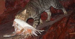 image of feral_cats