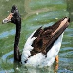 image of bird