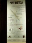 image of walking_stick