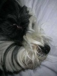 image of tibetan_terrier #6