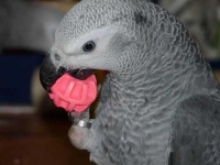 image of african_grey #20