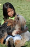 image of australian_terrier