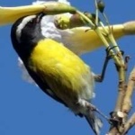 image of bird