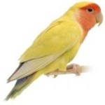 image of bird