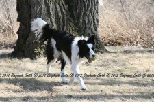 image of collie #11