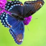 image of animal