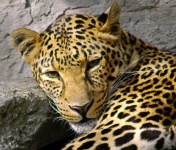 image of jaguar_car