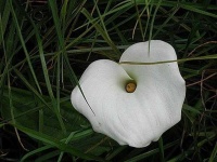 image of giant_white_arum_lily #46