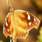 image of animal
