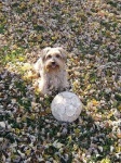 image of silky_terrier