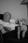 image of toy_poodle