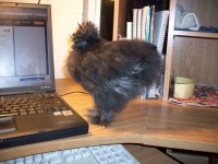 image of animal