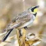 image of bird