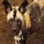 image of african_wild_dog #8