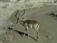 image of impala