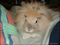 image of angora