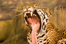 image of jaguar_car