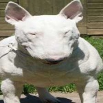 image of animal