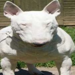 image of bull_terrier #2