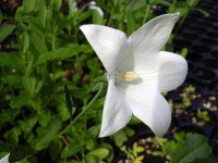 image of balloon_flower #8